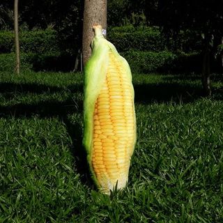 GỐI ÔM TRÁI BẮP