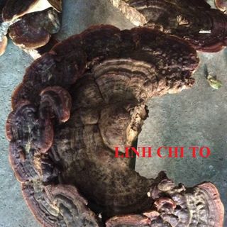 Thảo dược thiên nhiên