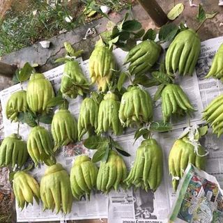 Phật Thủ đẹp Đắc Sở- Hà Nội