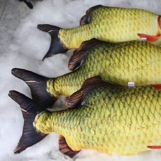 gối cá chép