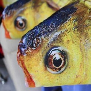 gối cá chép