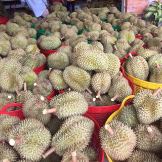 sầu riêng rụng