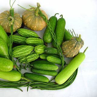 Khay ươm 104 giá sỉ