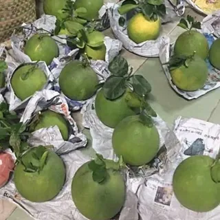 Nhà vườn chuyên trồng bưởi ở Cai Lậy - Tiền Giang tìm khách hàng sỉ toàn quốc