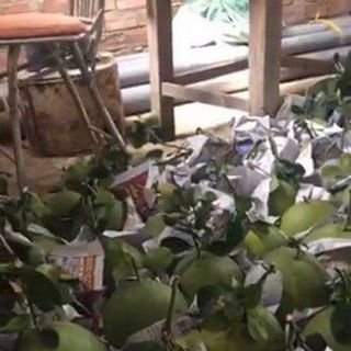 Nhà vườn chuyên trồng bưởi ở Cai Lậy - Tiền Giang tìm khách hàng sỉ toàn quốc