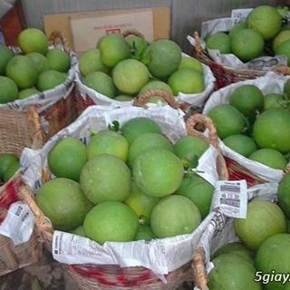 Nhà vườn chuyên trồng bưởi ở Cai Lậy - Tiền Giang tìm khách hàng sỉ toàn quốc