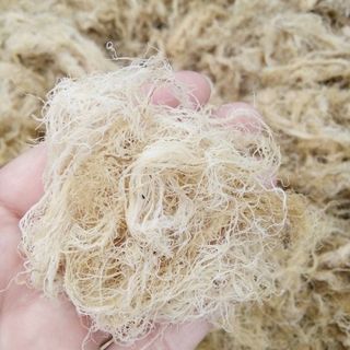 Rau câu khô sạch - Thực phẩm sạch tự nhiên