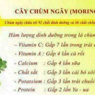 cốm dinh dưỡng chùm ngây 100