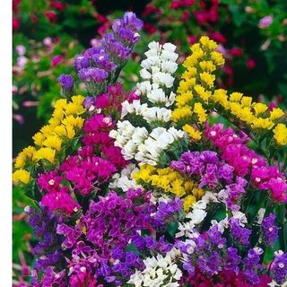 Hạt giống Hoa Salem Nhiều Màu