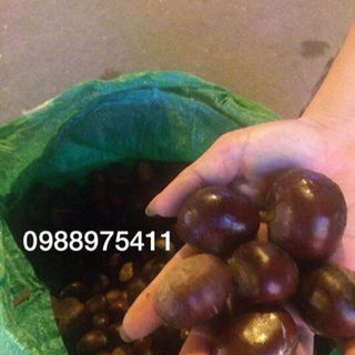 Hạt Dẻ Lào Cai