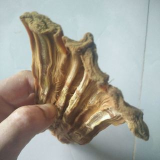 Măng khômăng le rừng