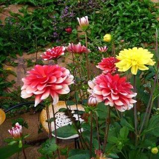 Hoa thược dược mix