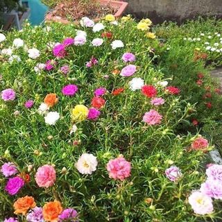 Hoa mười giờ mỹ - mười giờ mix