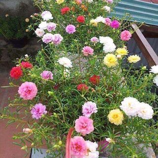 Hoa mười giờ mỹ - mười giờ mix