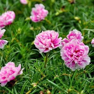 Hoa mười giờ mỹ - mười giờ mix