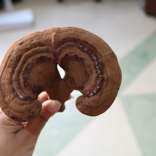NẤM LINH CHI LOGI 500G