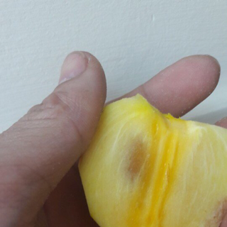 hồng giòn tại cây
