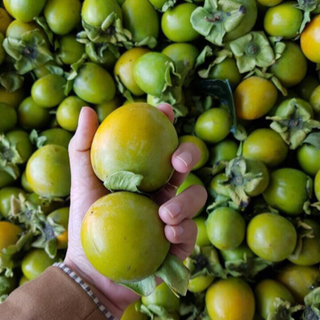 hồng giòn tại cây