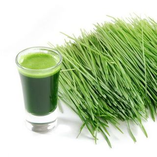 Hạt giống cỏ lúa mì hữu cơ