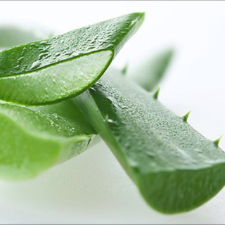 NHA ĐAM NGUYÊN LIỆU NGUYÊN CÂY