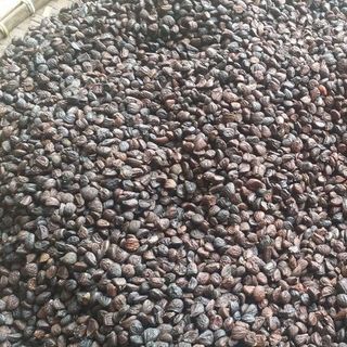 Hạt dổi Hòa Bình - giá gốc