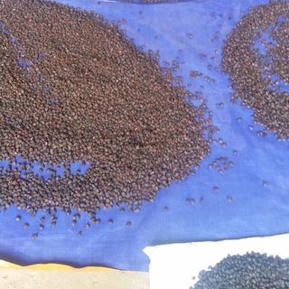 Hạt dổi Hòa Bình - giá gốc