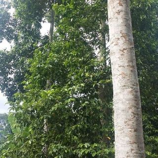 Hạt dổi Hòa Bình - giá gốc