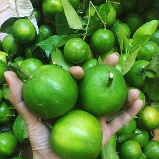 Chanh đào và chanh ta Hà Nội