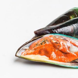 VẸM XANH NEW ZEALAND