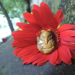 Hồ ly mắt hổ vàng tự nhiên