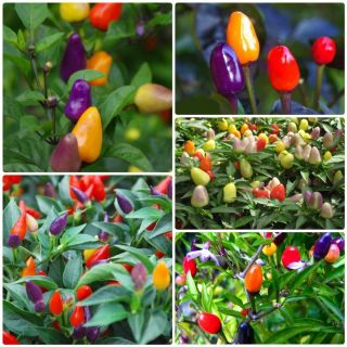 Hạt giống ớt giá sỉ cùng nhiều loại hạt giống hoa hạt giống rau củ quả giá sỉ tùy chọn