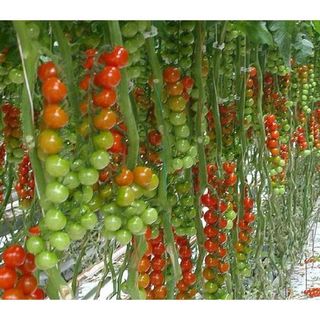 Hạt giống bán sỉ cà chua nhiều loại - Hạt giống cà chua giá sỉ nhiều loại