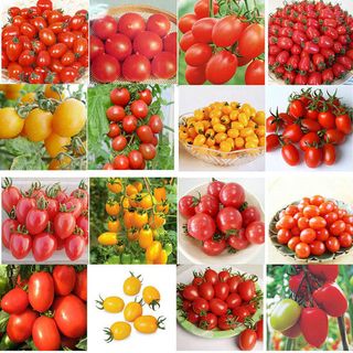 Hạt giống bán sỉ cà chua nhiều loại - Hạt giống cà chua giá sỉ nhiều loại