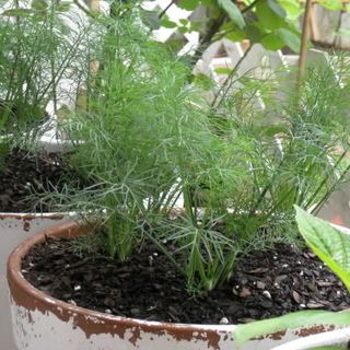 Hạt giống rau gia vị bán buôn bán sỉ nhiều loại tự chọn hạt giống giá sỉ