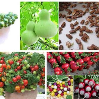 Hạt giống Rau Củ Qủa Lạ Hot nhiều loại Hatgionggiasi