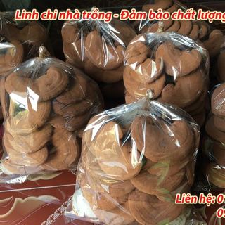 Nấm Linh Chi Đỏ nguyên bào tử