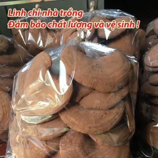 Nấm Linh Chi Đỏ nguyên bào tử