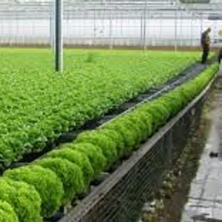 Hạt giống rau củ thông dụng nhiều loại Hatgionggiasi