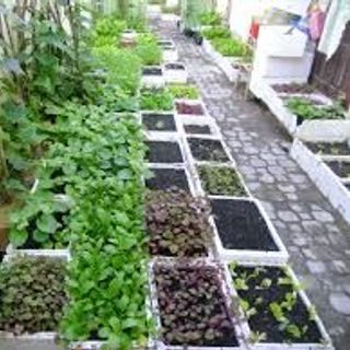 Hạt giống rau củ thông dụng nhiều loại Hatgionggiasi