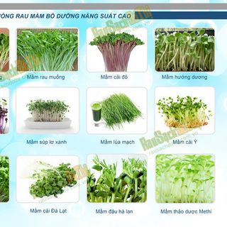 Hạt giống rau mầm bán sỉ nhiều loại - Hạt giống rau mầm giá sỉ nhiều loại