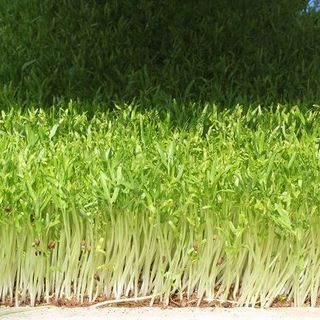 Hạt giống rau mầm bán sỉ nhiều loại - Hạt giống rau mầm giá sỉ nhiều loại