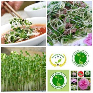 Hạt giống rau mầm bán sỉ nhiều loại - Hạt giống rau mầm giá sỉ nhiều loại