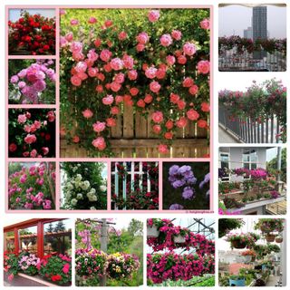 Hạt giống bán sỉ hạt giống hoa giá sỉ nhiều loại tự chọn