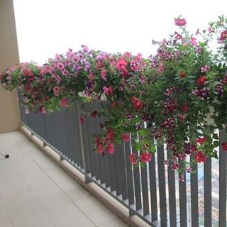 Hạt giống bán sỉ hạt giống hoa giá sỉ nhiều loại tự chọn