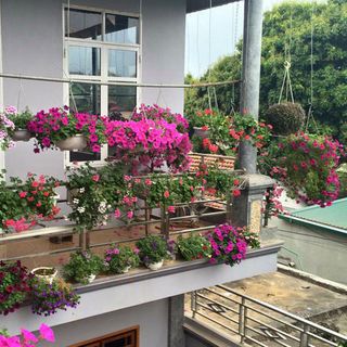 Hạt giống bán sỉ hạt giống hoa giá sỉ nhiều loại tự chọn