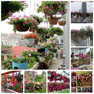 Hạt giống bán sỉ hạt giống hoa giá sỉ nhiều loại tự chọn