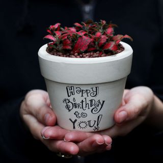 Chậu cây sen đá size 9cm