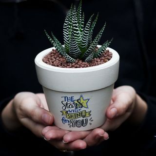 Chậu cây sen đá size 9cm