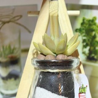 Chậu cây sen đá thủy tinh