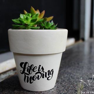 Chậu cây sen đá phối size 11cm